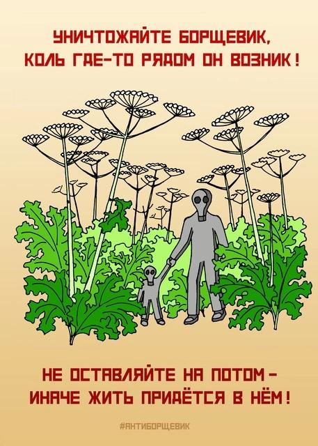 О ликвидации борщевика.